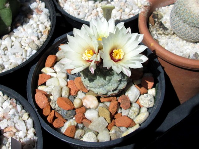 strombocactus disciformis